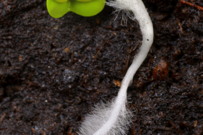 Germination d'une graine de Radis